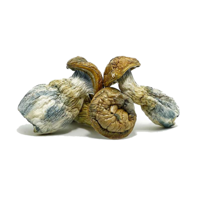 Blue Pulaski Mushroom