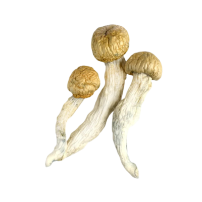 Penis Envy Mushrooms